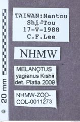 Etikett zu Melanotus yagianus (Kishii, 1993)